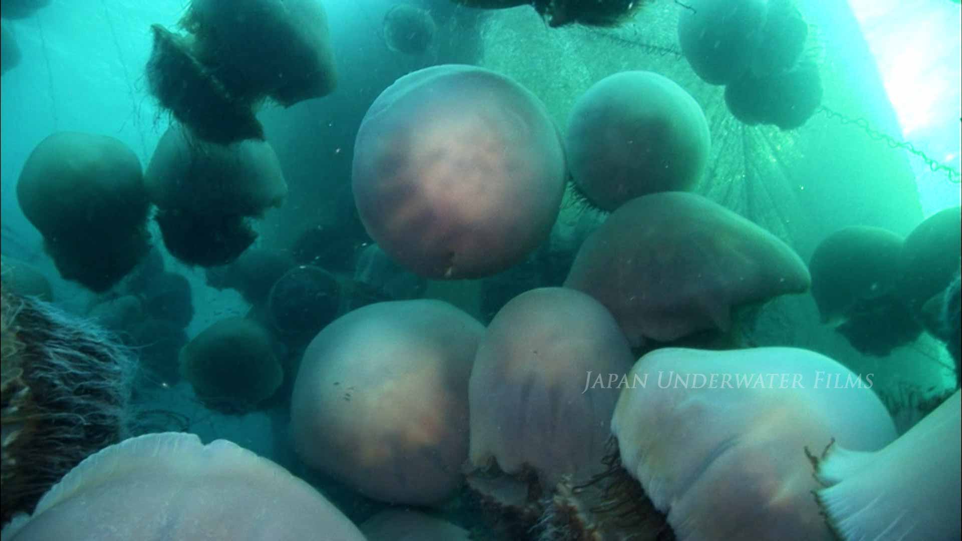 A bloom of Nomura’s jellyfish