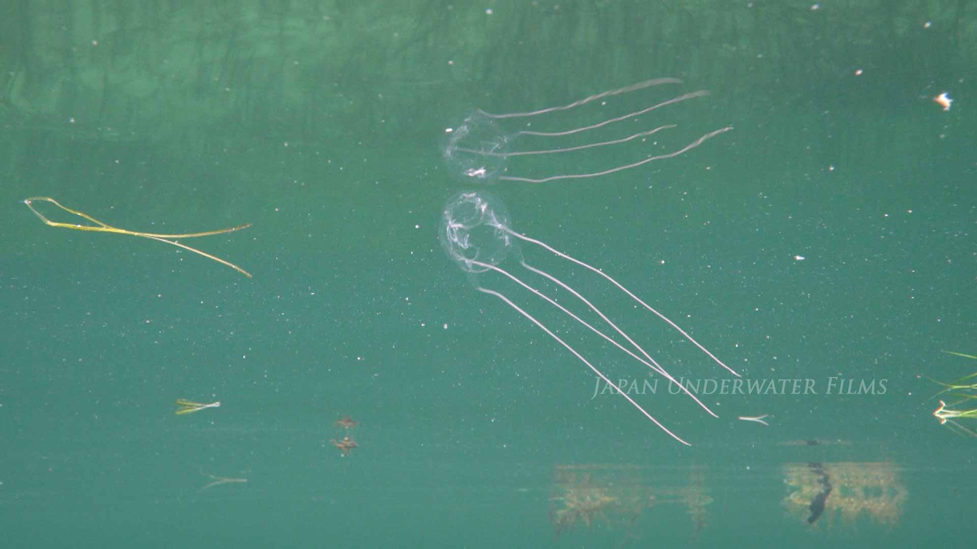 Swimming Box Jellyfish