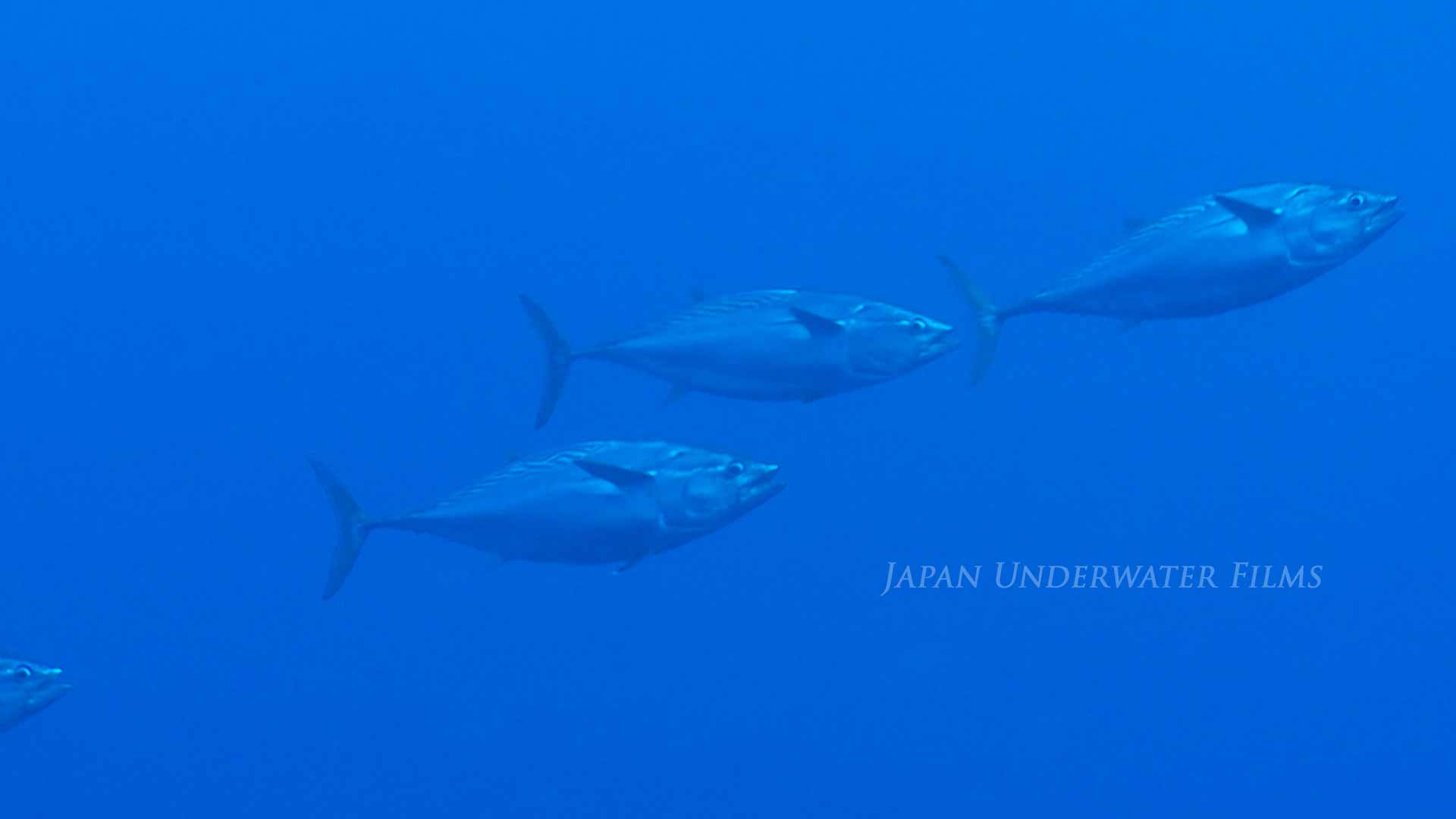 Mackerel tuna chasing herring