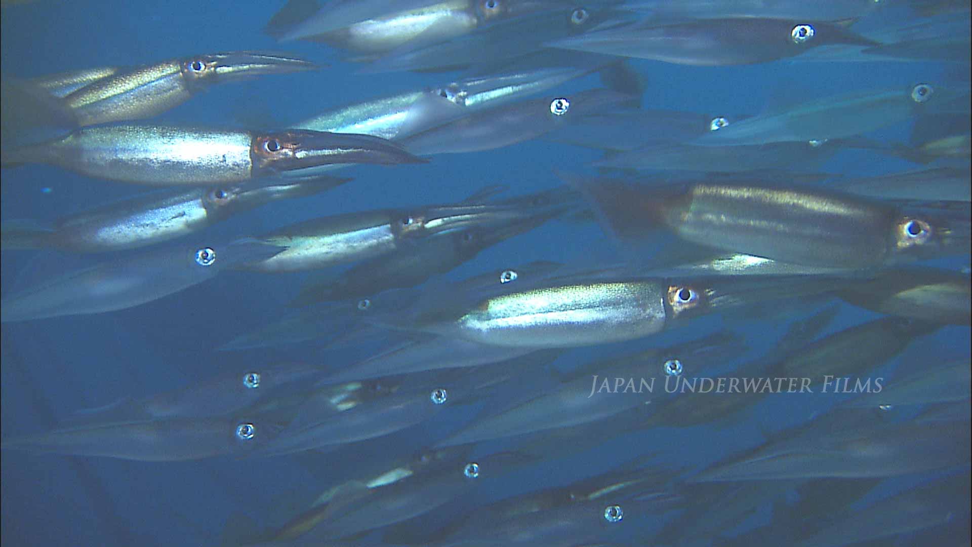 School of Japanese flying squid