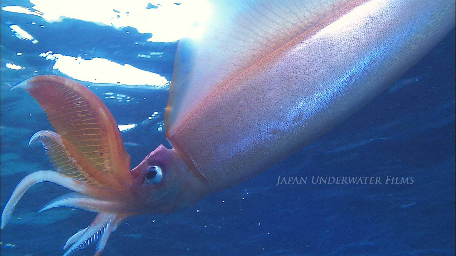 Squid Inking and Escaping