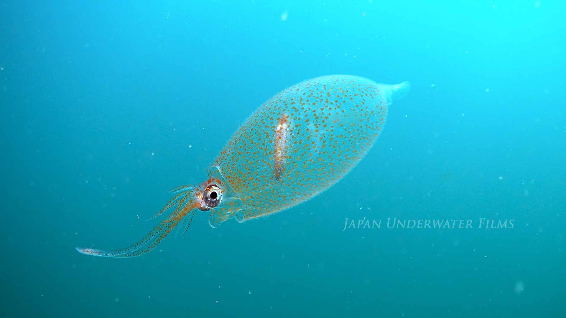 Glass Squid : Rough Cranch Squid