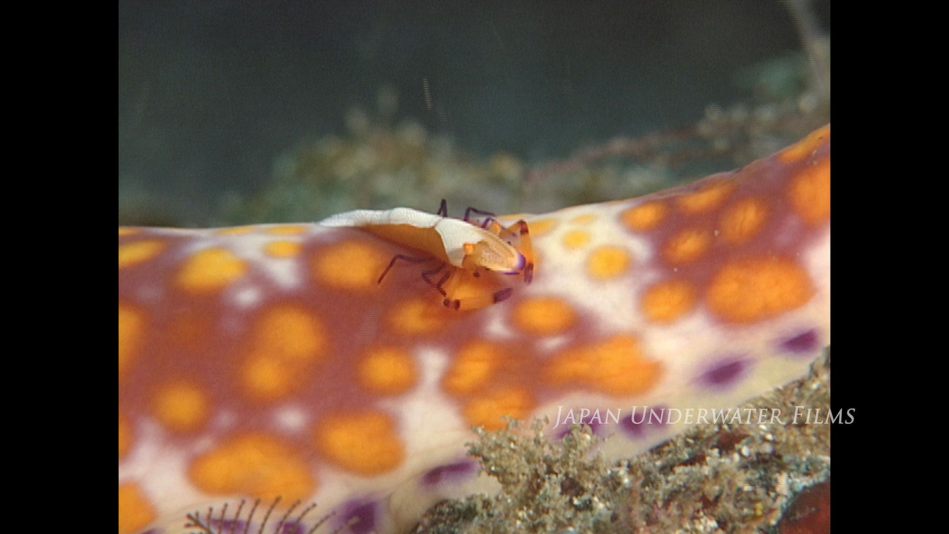 Japan’s seas in the 1990s – Colorful
