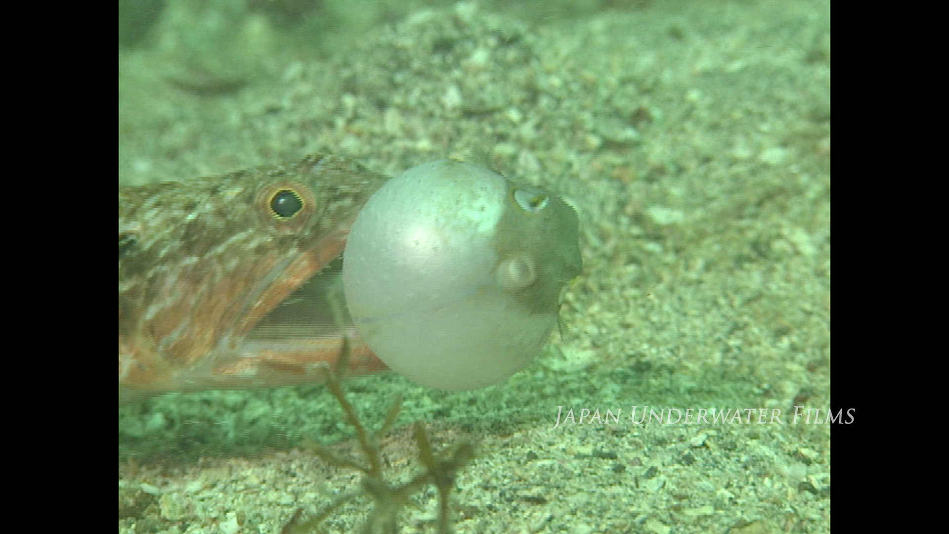 Japanese Sea in the 1990s – feeding