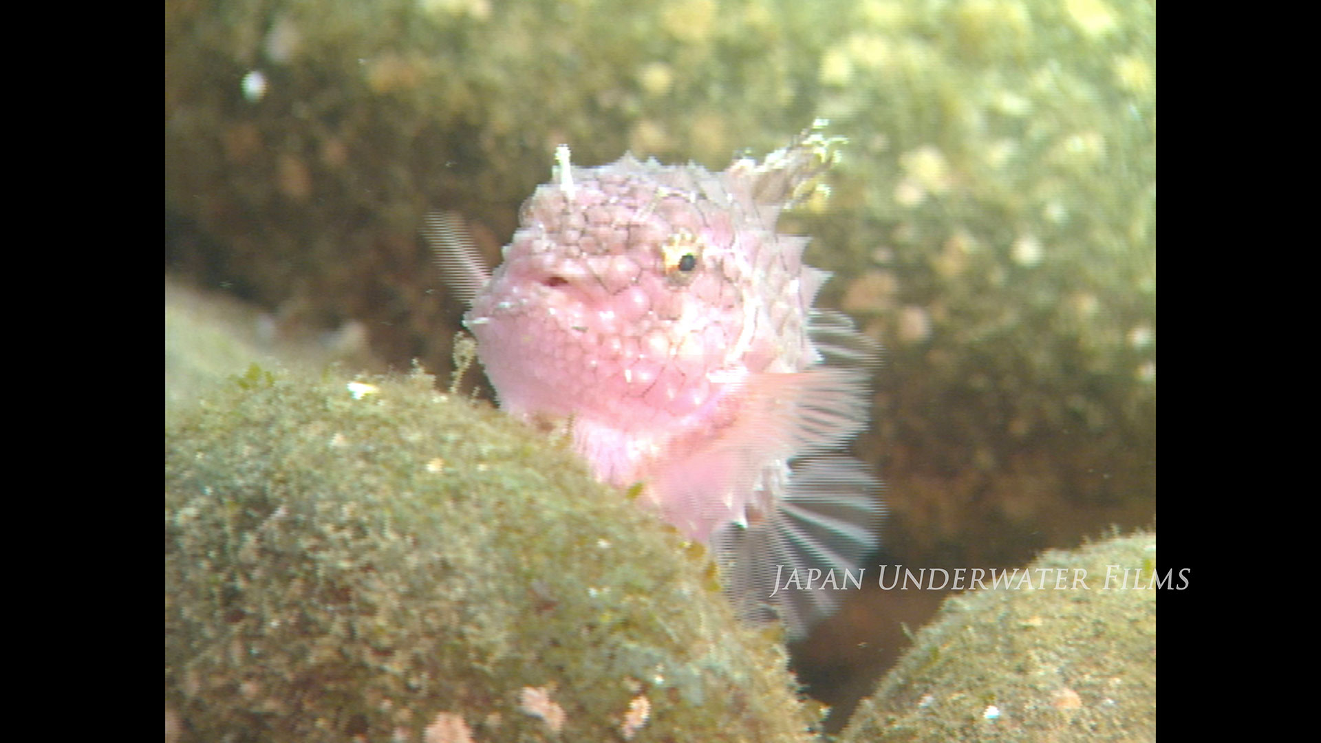 Japan’s Oceans in the 1990s – Beneath the Ice