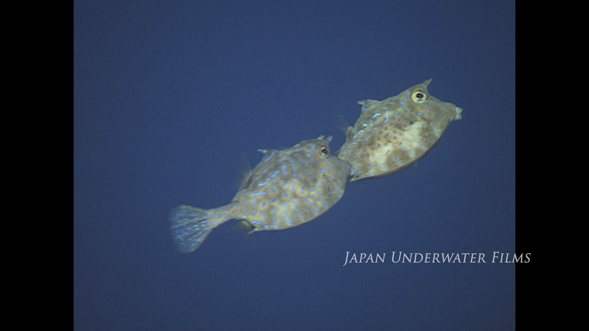 Japan’s Oceans in the 1990s – breeding