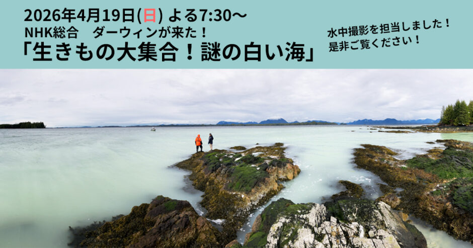 NHK ダーウィンが来た！「謎の白い海」放送のお知らせ