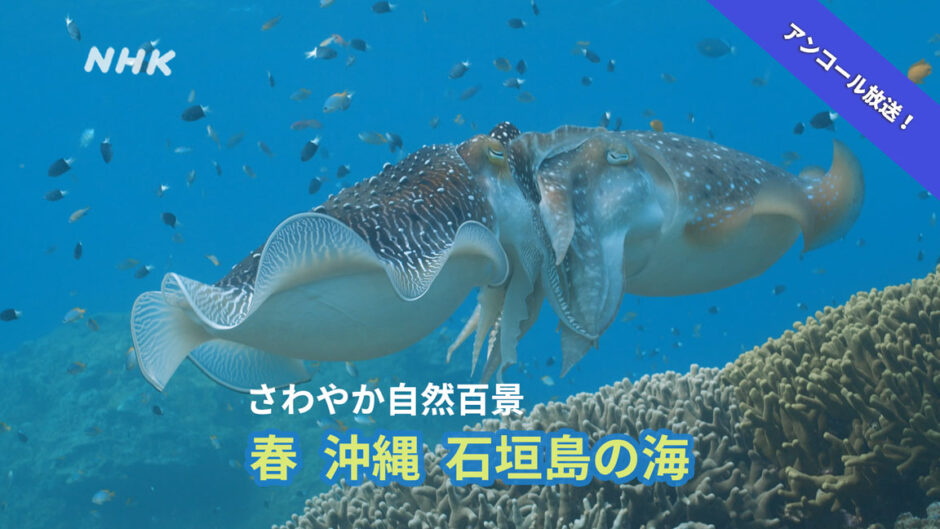 NHKさわやか自然百景「春 沖縄 石垣島の海」放送予定！