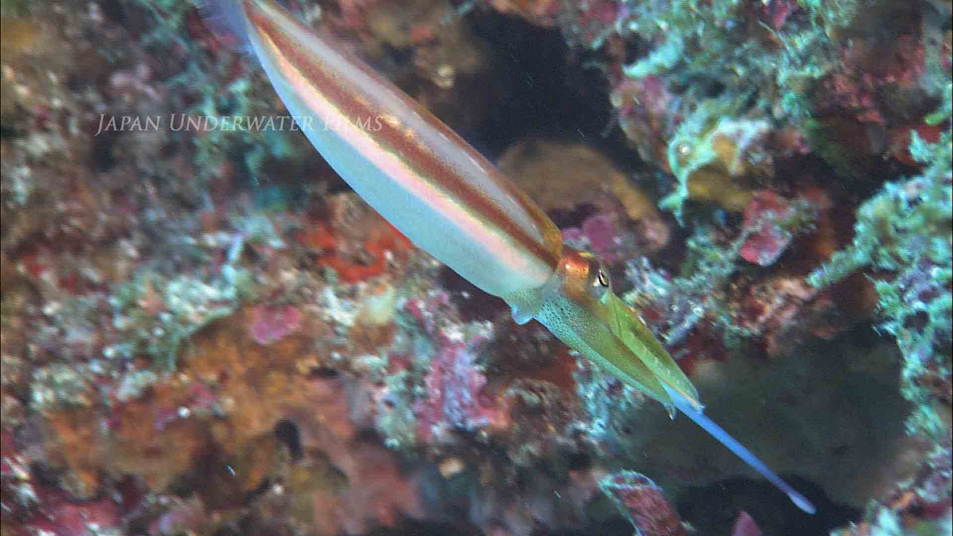 Kobi cuttlefish Predation