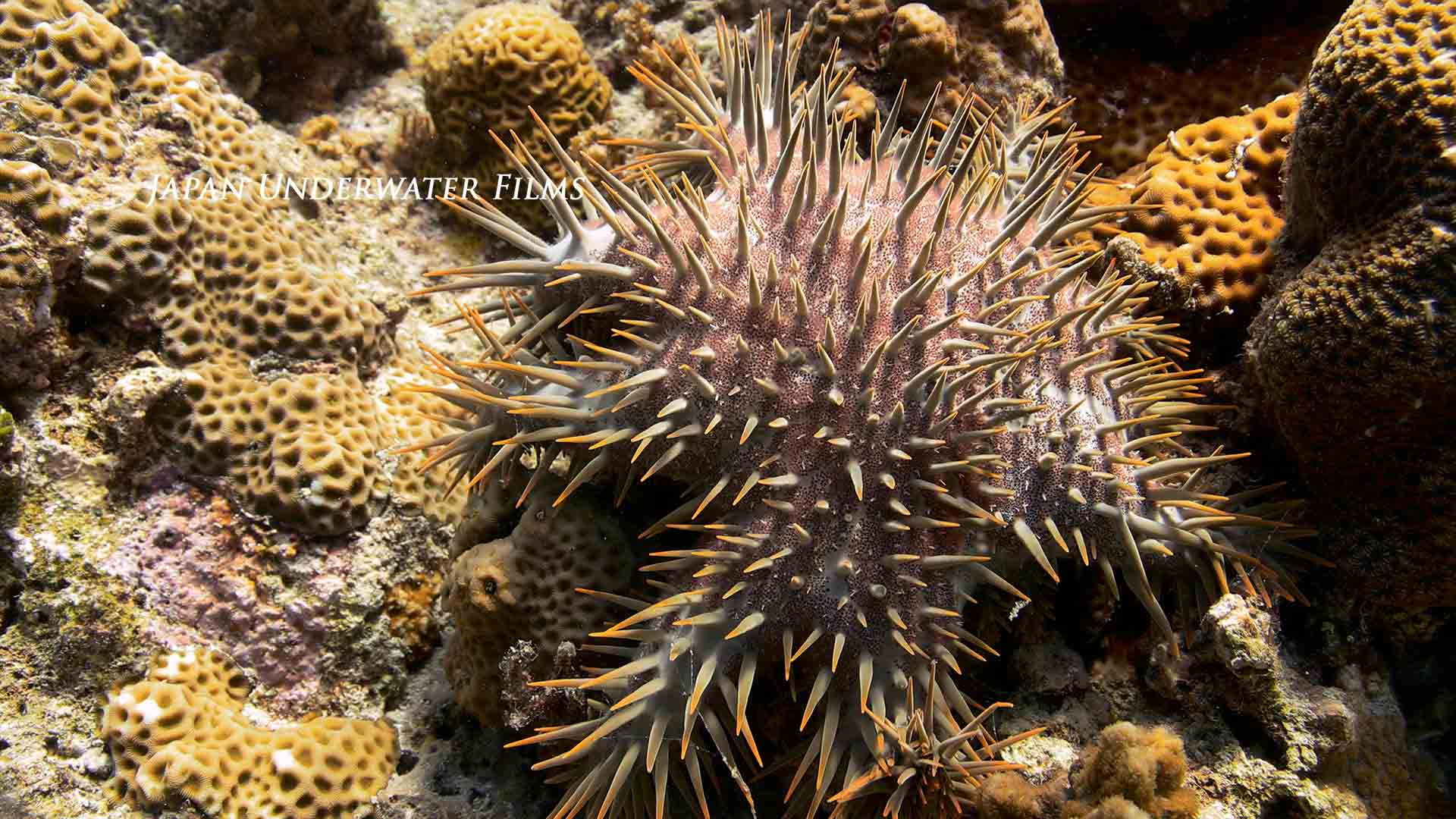 crown-of-thorns starfish