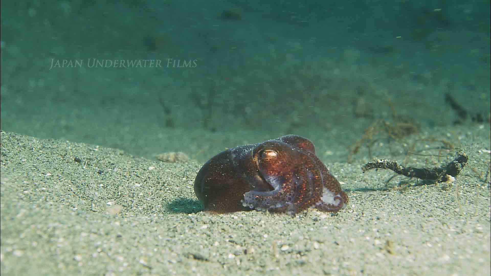 Bobtail Squid Burying Itself in the Sand