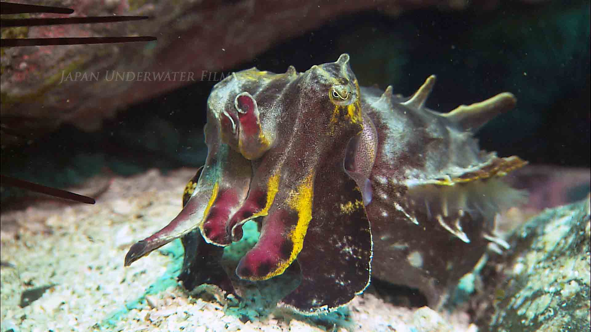 Hatching of Paintpot Squid Eggs and Baby Squid