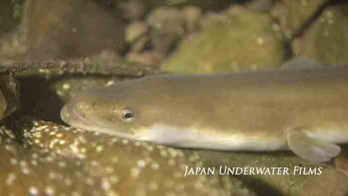 Japanese eel