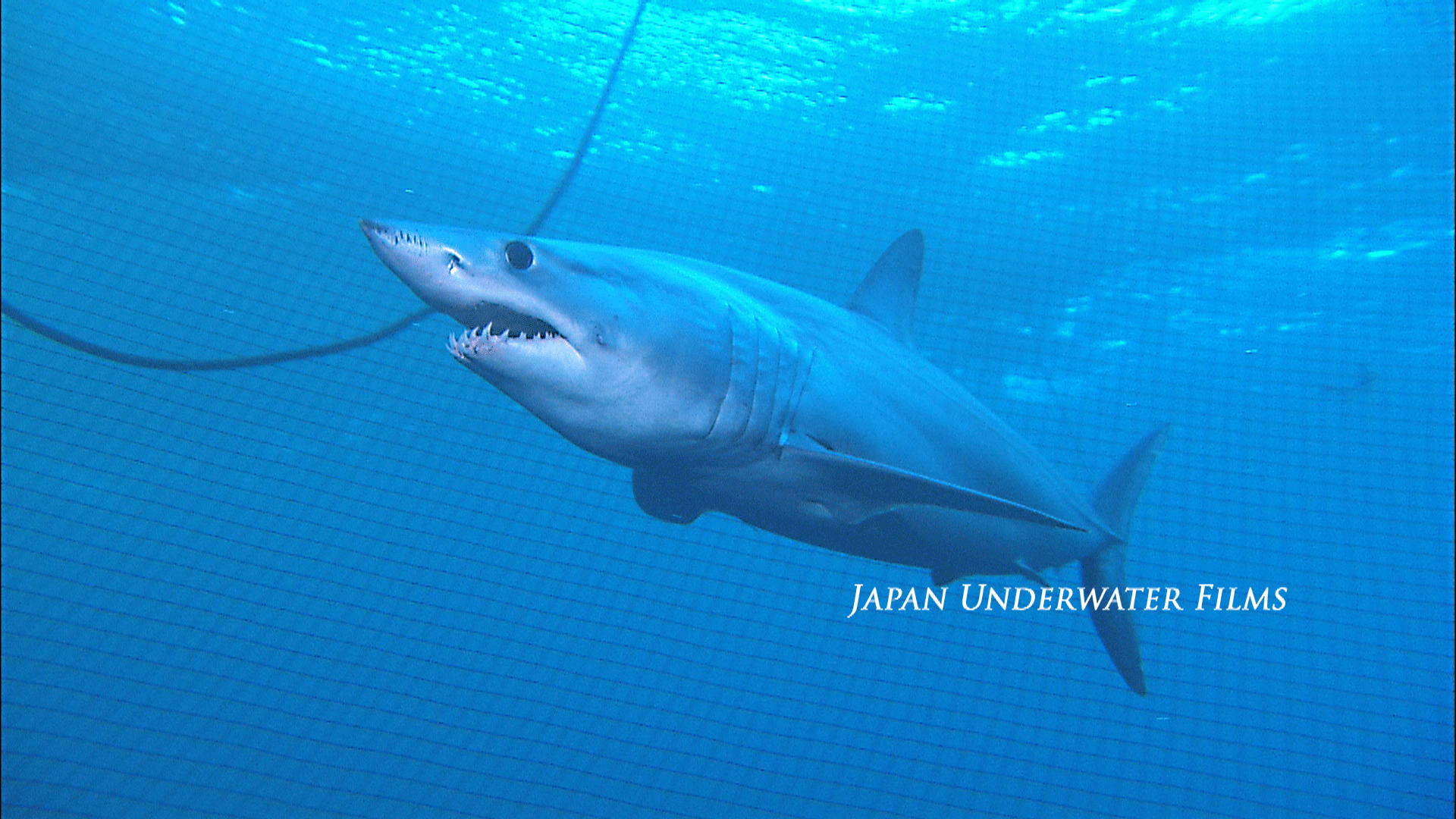 Mako shark