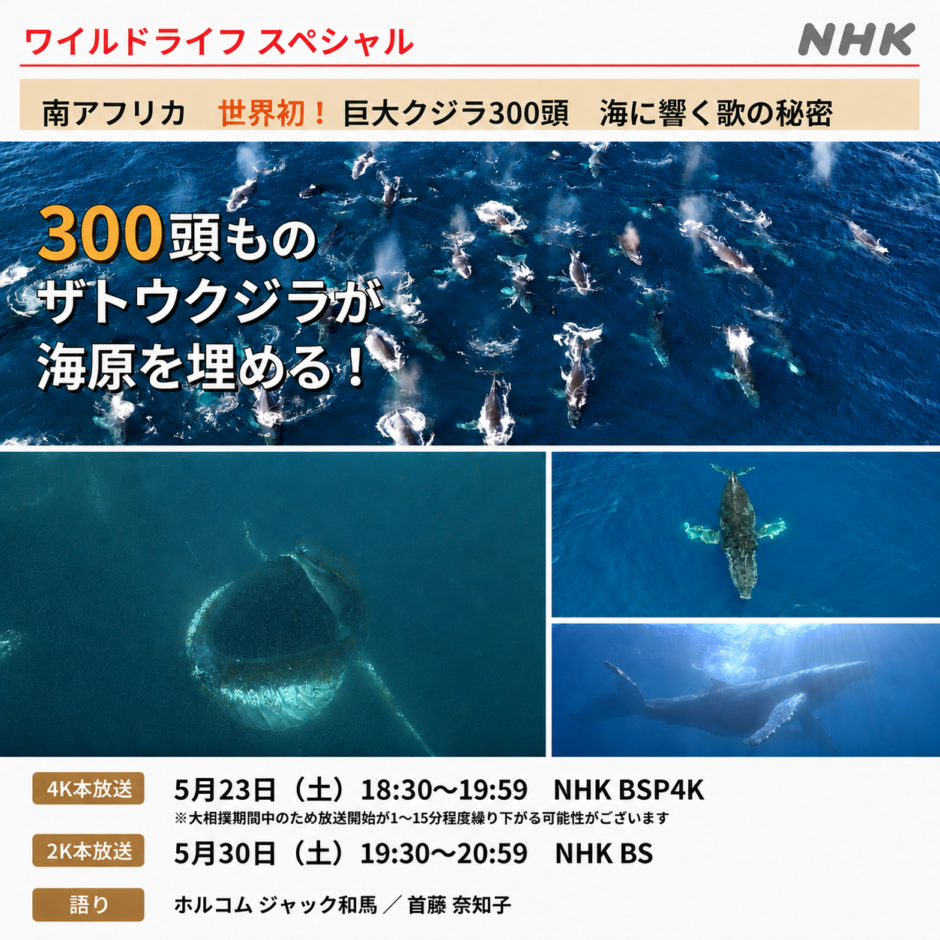 NHK ワイルドライフ スペシャル 「南アフリカ　世界初！巨大クジラ300頭　海に響く歌の秘密」 放送予定！