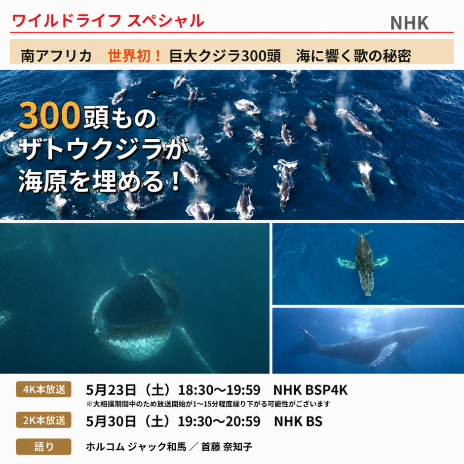 NHK ワイルドライフ スペシャル 「南アフリカ　世界初！巨大クジラ300頭　海に響く歌の秘密」 放送予定！