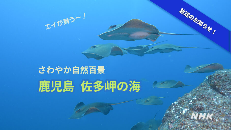 NHKさわやか自然百景「鹿児島 佐多岬の海」放送予定！