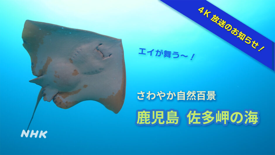 NHKさわやか自然百景「鹿児島 佐多岬の海」４K放送予定