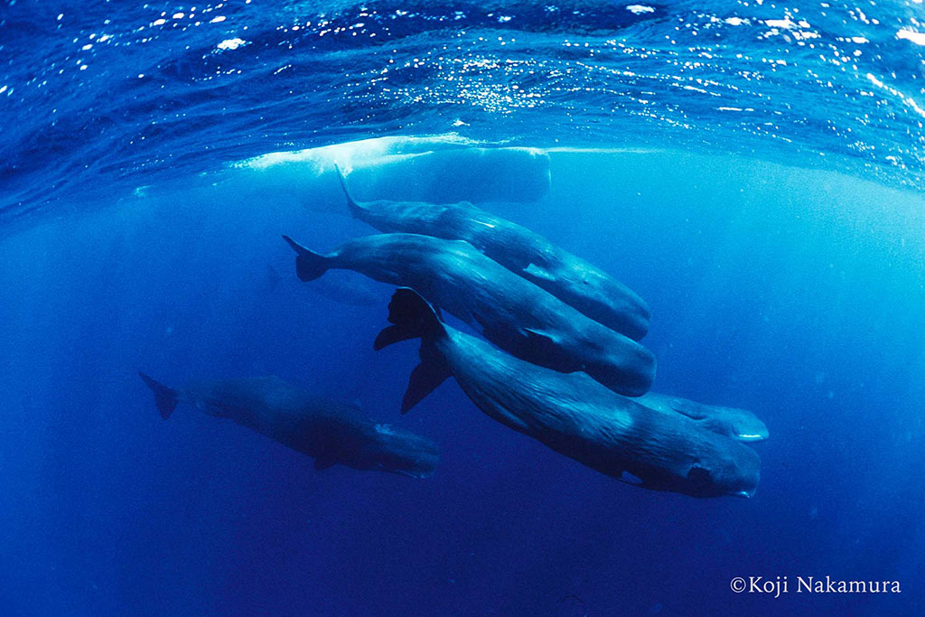 マッコウクジラのソーシャライズ