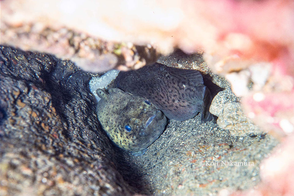 ホテイウオの産卵