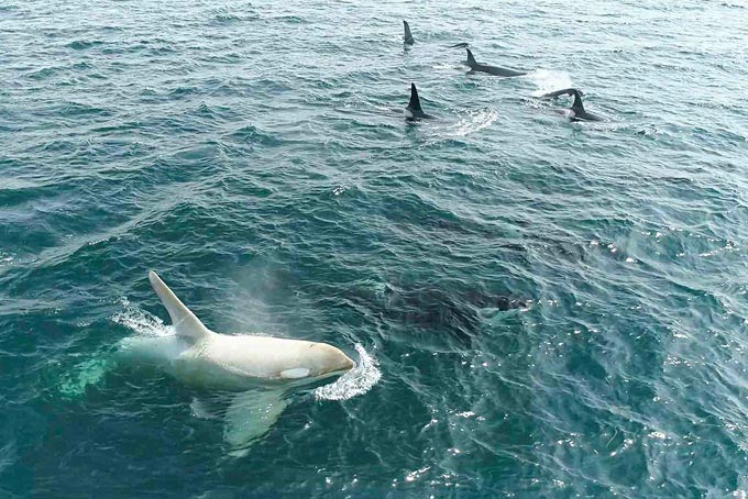 学術顧問 シャチ
