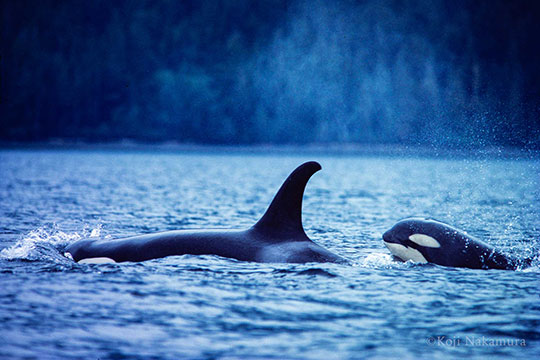 オルカ赤ちゃん