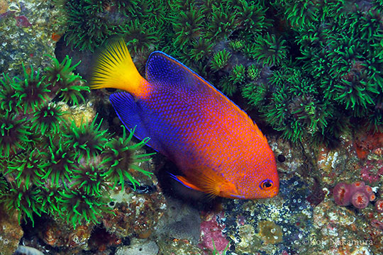 レンテンヤッコ