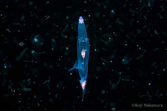 ヒメゾウクラゲ