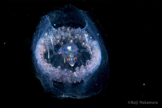 オオタルマワシ