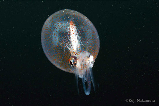 サメハダホウズキイカ