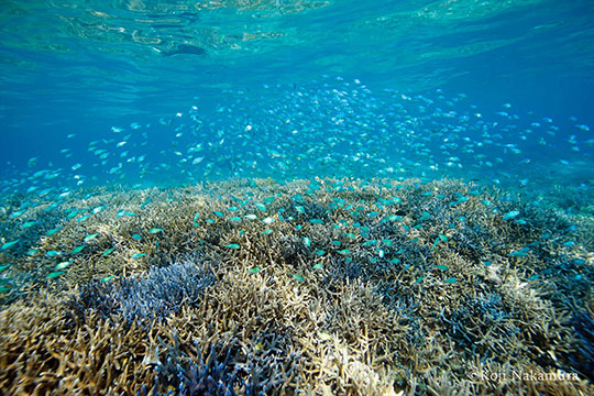 デバスズメダイ