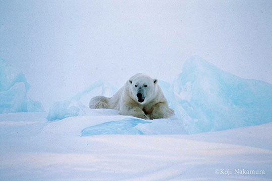 ホッキョクグマ
